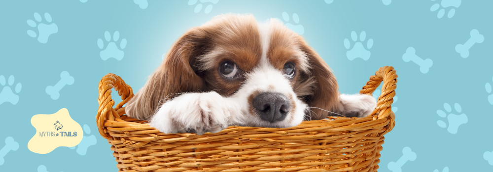 Happy cute dog playing in a brown basket