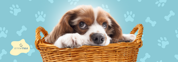 Happy cute dog playing in a brown basket