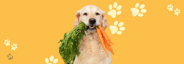 healthy food for pets, Feeding Schedule for Pets is essential for their health