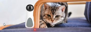 laser toy for cats developing mental stimulation and physical exercise