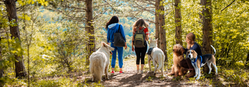 pet hiking with best accessories and essential outdoors gear